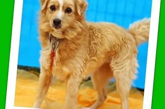 BAJKO-średni 9kg,młody,wesoły,łagodny,biszkoptowy piesek,czip,ks.zdrow