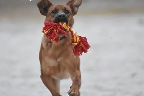 KAJKO młody, wesoły psiak do adopcji,  małopolskie