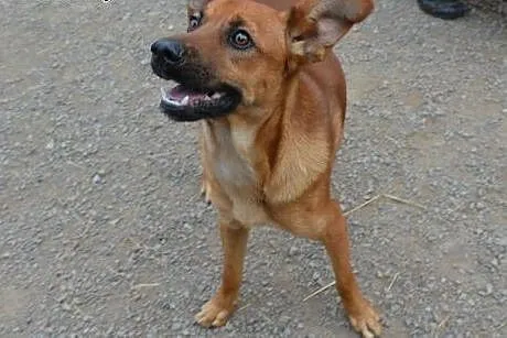 KAJKO młody, wesoły psiak do adopcji,  małopolskie