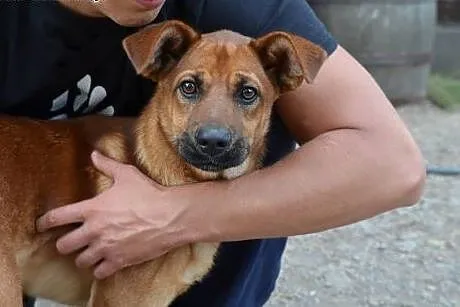 KAJKO młody, wesoły psiak do adopcji,  małopolskie