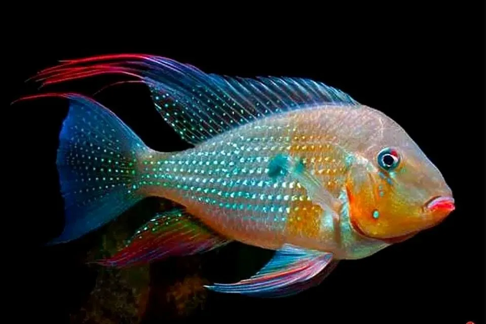 Kopik Heckela - F1 - Acarichthys - Ziemiojad - WYSYŁAMY, Pomorskie, Gdańsk