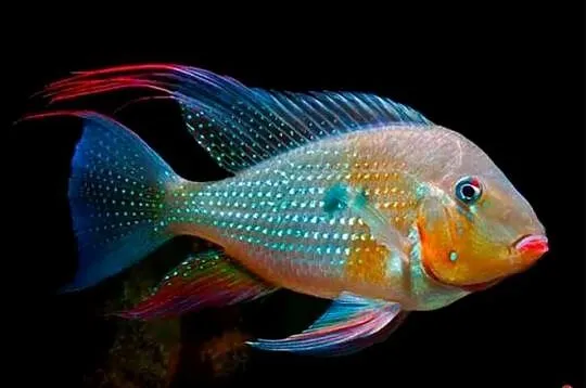 Kopik Heckela - F1 - Acarichthys - Ziemiojad - WYSYŁAMY, Pomorskie, Gdańsk