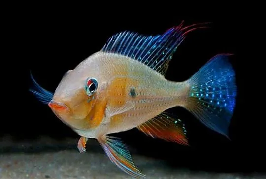 Kopik Heckela - F1 - Acarichthys - Ziemiojad - WYSYŁAMY, Pomorskie, Gdańsk