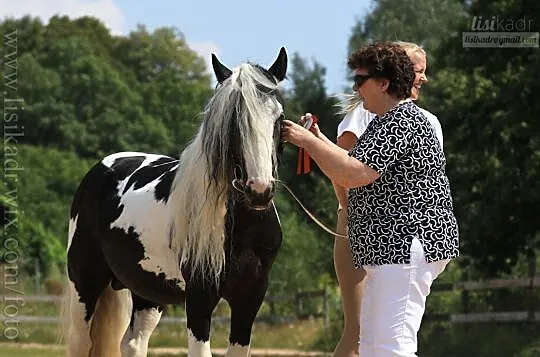 Ogier Tinker PICASSO, , Świekatowo
