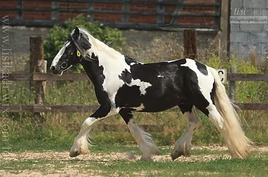 Ogier Tinker PICASSO, , Świekatowo