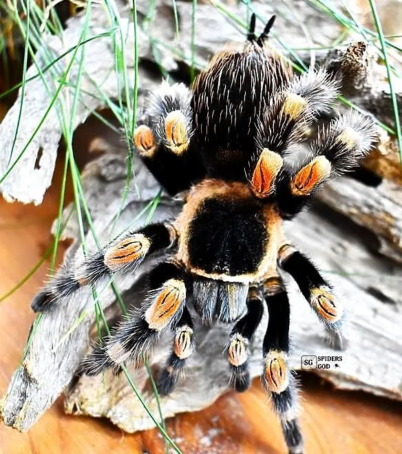 Brachypelma hamorii L2 a także emilia, klaasi, albiceps, auratum, boehmei,, Małopolskie, Głogoczów