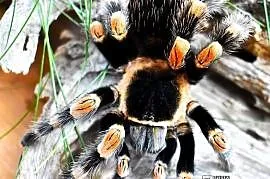 Brachypelma hamorii L2 a także emilia, klaasi, albiceps, auratum, boehmei,
