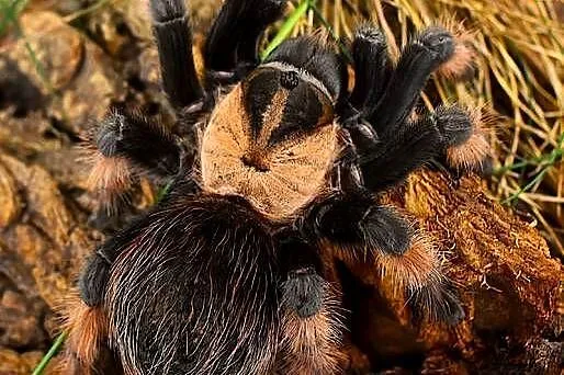 Brachypelma hamorii L2 a także emilia, klaasi, albiceps, auratum, boehmei,, Małopolskie, Głogoczów