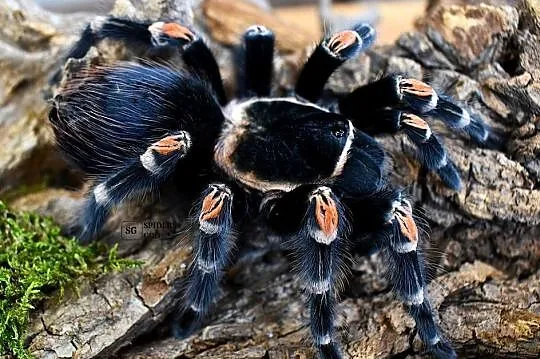 Brachypelma hamorii L2 a także emilia, klaasi, albiceps, auratum, boehmei,, Małopolskie, Głogoczów