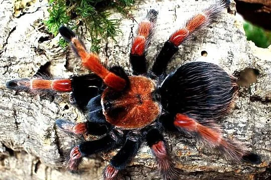 Brachypelma hamorii L2 a także emilia, klaasi, albiceps, auratum, boehmei,, Małopolskie, Głogoczów