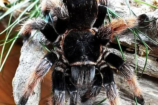 Brachypelma hamorii L2 a także emilia, klaasi, albiceps, auratum, boehmei,, Małopolskie, Głogoczów