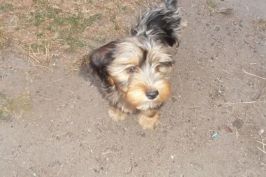 York mix jamnik., Wielkopolskie, Koło