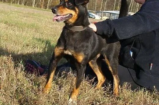 Radosny Czaki codziennie wypatruje domu,  śląskie 