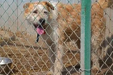 Pokochaj Ziomka, przygarnij uroczego psiaka ze sch