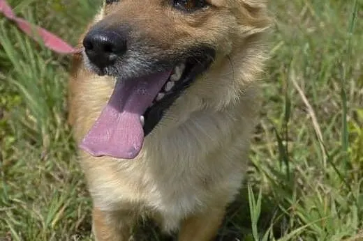 Lisa to maleńka, troszkę nieśmiała kruszynka... Kt