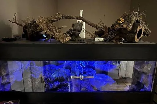 Terrarium z wężem BOA Cesarski 100x40x40, Kujawsko-pomorskie, Ciele