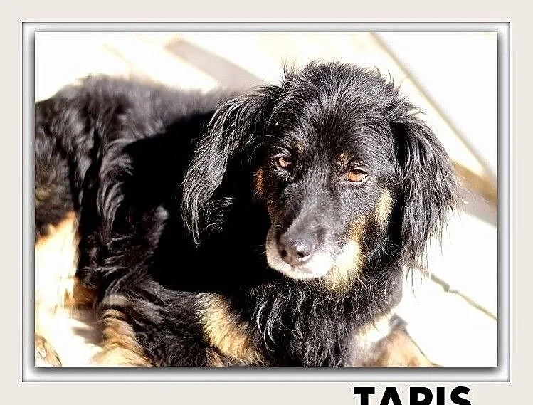 TAPIŚ,starszy,mały,łagodny,tulaśny,szczepiony piesek.ADOPCJA, Mazowieckie, Warszawa