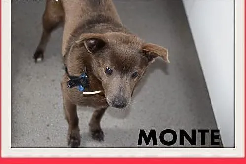 MONTE,9kg,łagodny,spokojny piesek czekoladowy.ADOPCJA,  małopolskie Kraków