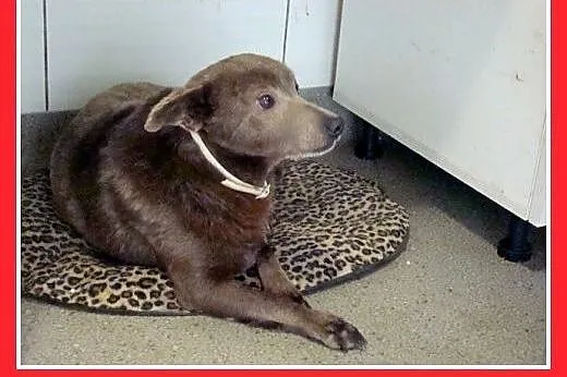 MONTE,9kg,łagodny,spokojny piesek czekoladowy.ADOP
