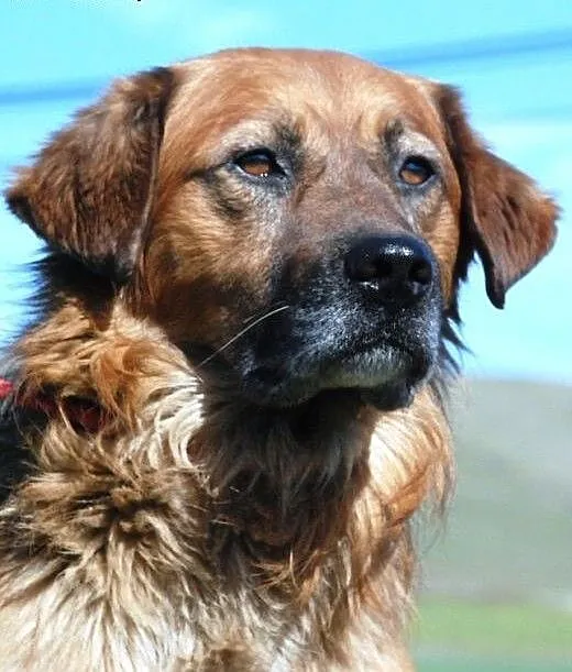 Elton, spokojny, łagodny kochany pies ADOPCJA, ma