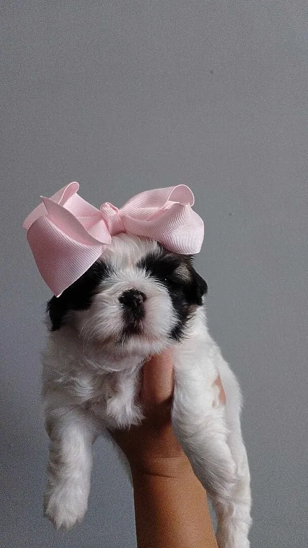 Szczeniaki Shih tzu, Małopolskie, Prandocin