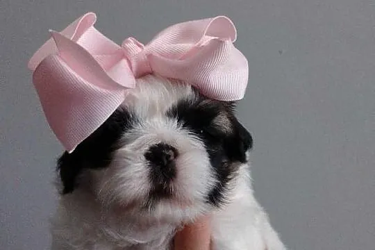 Szczeniaki Shih tzu, Małopolskie, Prandocin