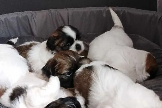 Szczeniaki Shih tzu, Małopolskie, Prandocin