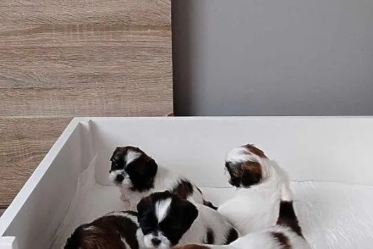 Szczeniaki Shih tzu, Małopolskie, Prandocin
