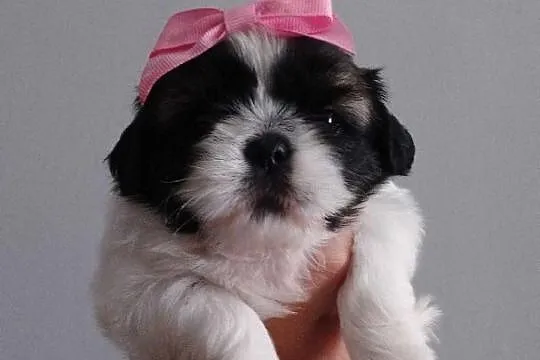 Szczeniaki Shih tzu, Małopolskie, Prandocin