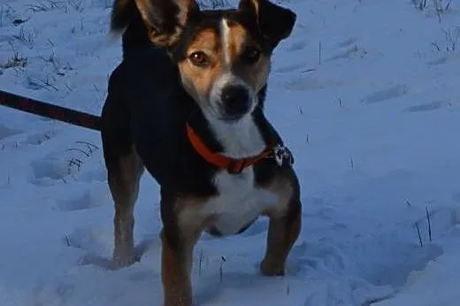 Buli - malutki uroczy piesek pilnie suzka domu ,  