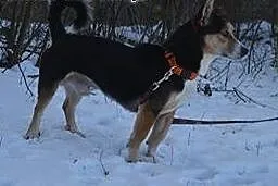 Buli - malutki uroczy piesek pilnie suzka domu ,  