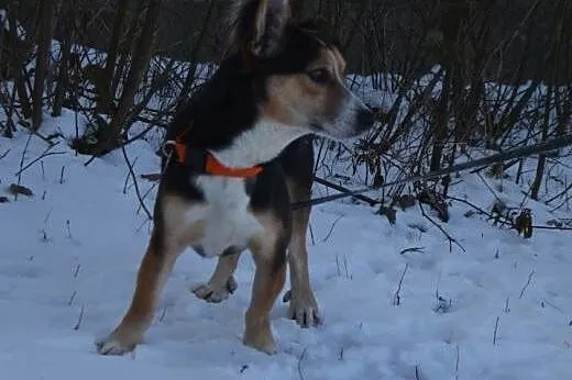 Buli - malutki uroczy piesek pilnie suzka domu ,  