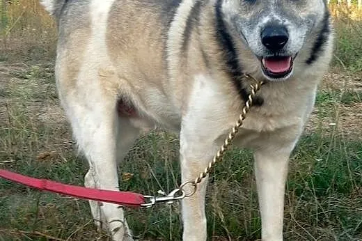 Ułożony BARON czeka na dom,  Kundelki cała Polska