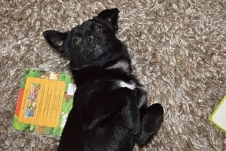 Roczny Charli szuka domu !!!,  mazowieckie Warszaw