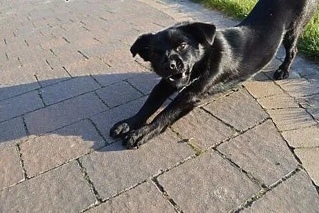 Roczny Charli szuka domu !!!,  mazowieckie Warszaw
