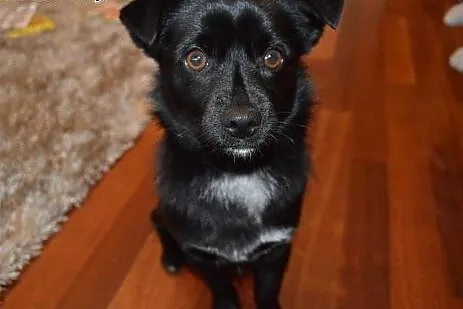 Roczny Charli szuka domu !!!,  mazowieckie Warszaw