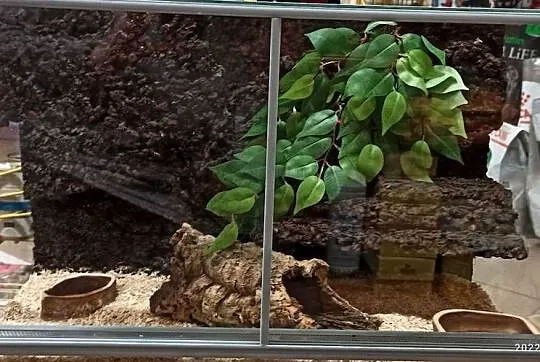Terrarium szklane, Małopolskie, Tarnów