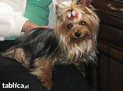 Yorki krycie., mazowieckie Warszawa