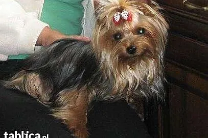 Yorki krycie.,  mazowieckie Warszawa