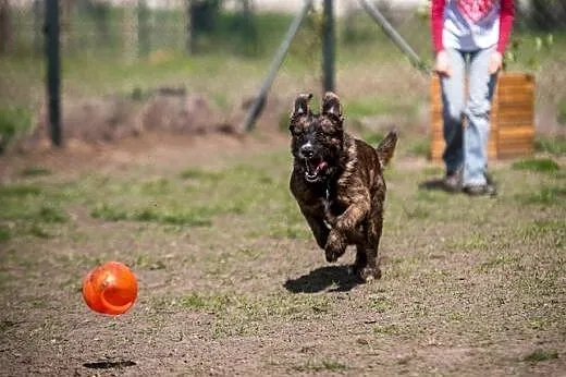 Cudowna i delikatna Londi szuka domu,  dolnośląski
