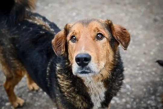 Kapral, młody, wesoły, niekonfliktowy psiak do adopcji!
