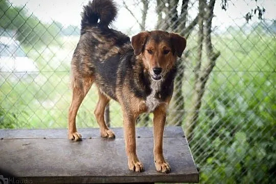 Kapral, młody, wesoły, niekonfliktowy psiak do adopcji!, Pomorskie, Gdańsk