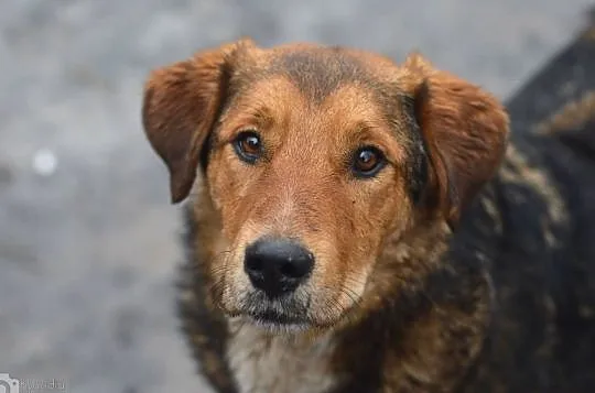 Kapral, młody, wesoły, niekonfliktowy psiak do adopcji!, Pomorskie, Gdańsk