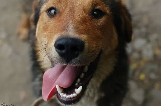 Kapral, młody, wesoły, niekonfliktowy psiak do adopcji!, Pomorskie, Gdańsk