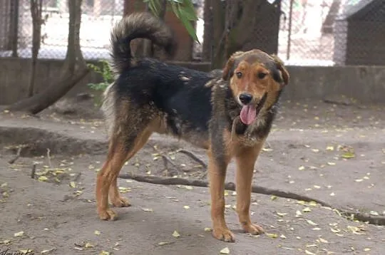 Kapral, młody, wesoły, niekonfliktowy psiak do adopcji!, Pomorskie, Gdańsk