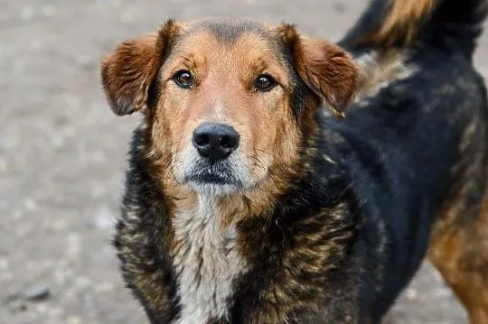 Kapral, młody, wesoły, niekonfliktowy psiak do adopcji!, Pomorskie, Gdańsk