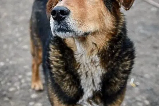 Kapral, młody, wesoły, niekonfliktowy psiak do adopcji!, Pomorskie, Gdańsk