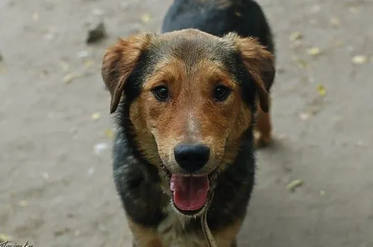Kapral, młody, wesoły, niekonfliktowy psiak do adopcji!, Pomorskie, Gdańsk