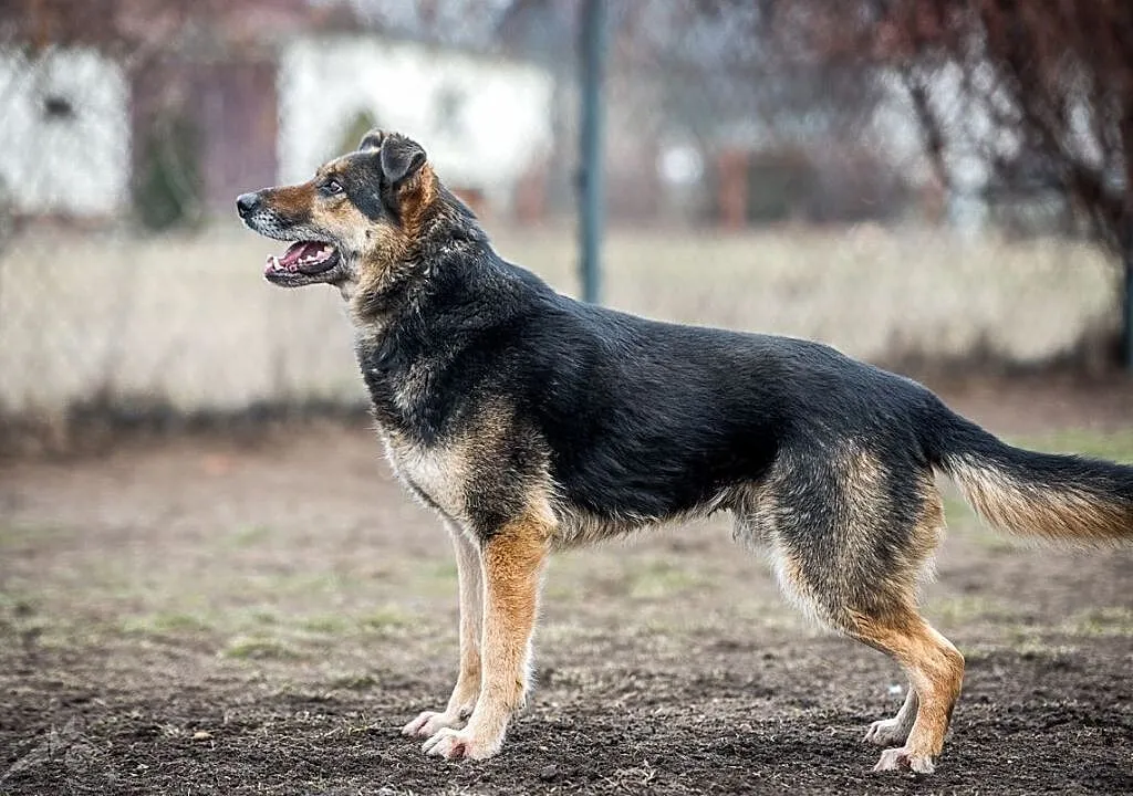 Leo - przy nim każdy dzień będzie nową przygodą:), Śląskie, Gliwice