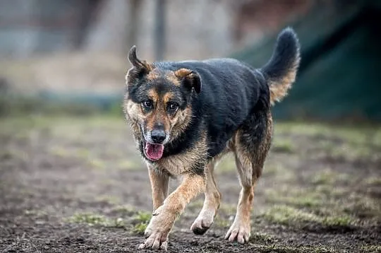 Leo - przy nim każdy dzień będzie nową przygodą:), Śląskie, Gliwice